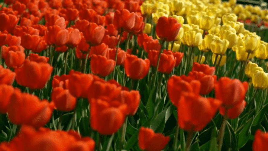 Red And Yellow Tulip Flowers