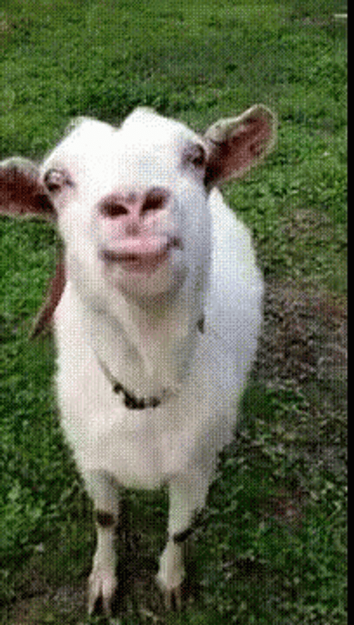 Goat Tongue Out Lick