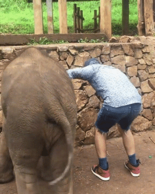 Elephant Kicking Man&s Butt