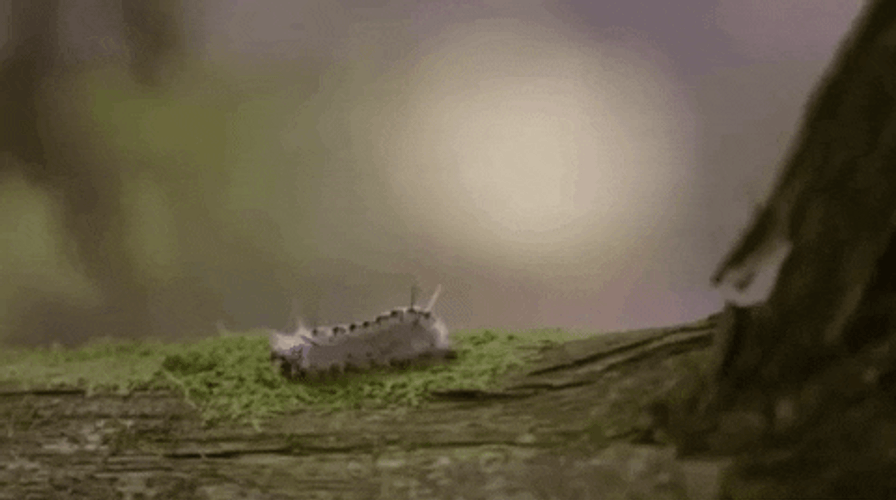 Domestic Silk Moth Caterpillar