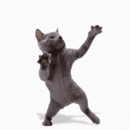 Dancing Cat In Two Feet