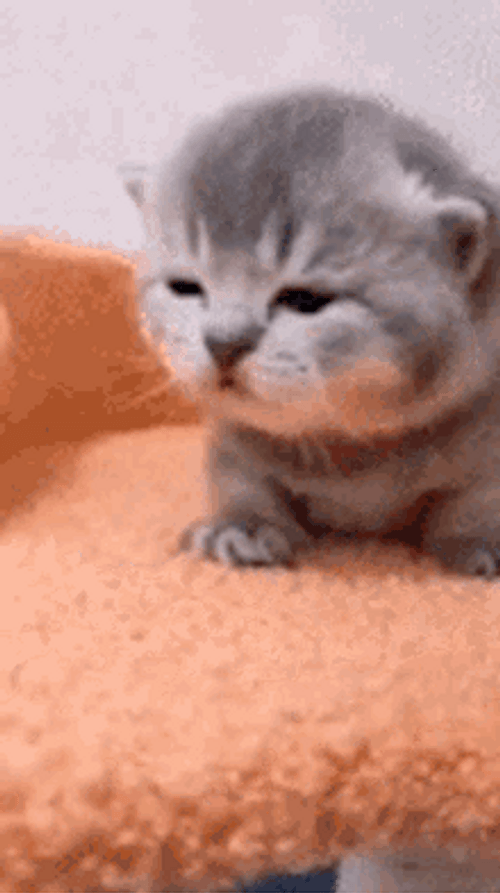 Cute Cat Meow Sad Eyes