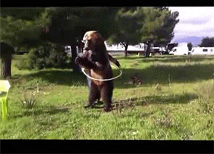 Bear Playing Hulahoop