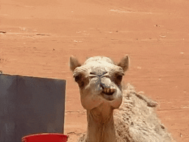 Camel Funny Chewing Face