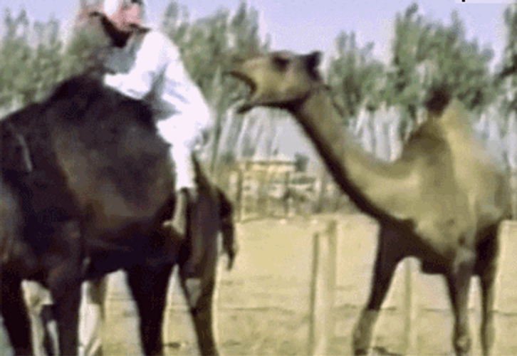 Camel Bite Ride Fail