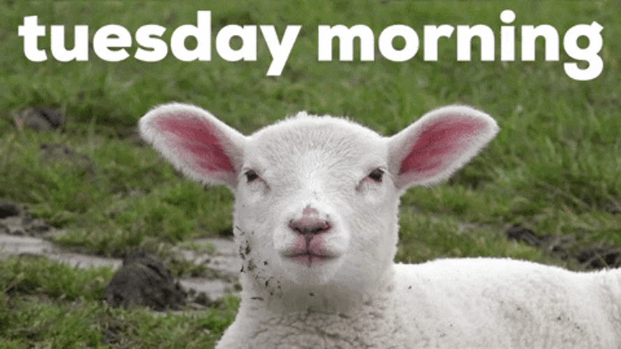 Tuesday Morning Lamb