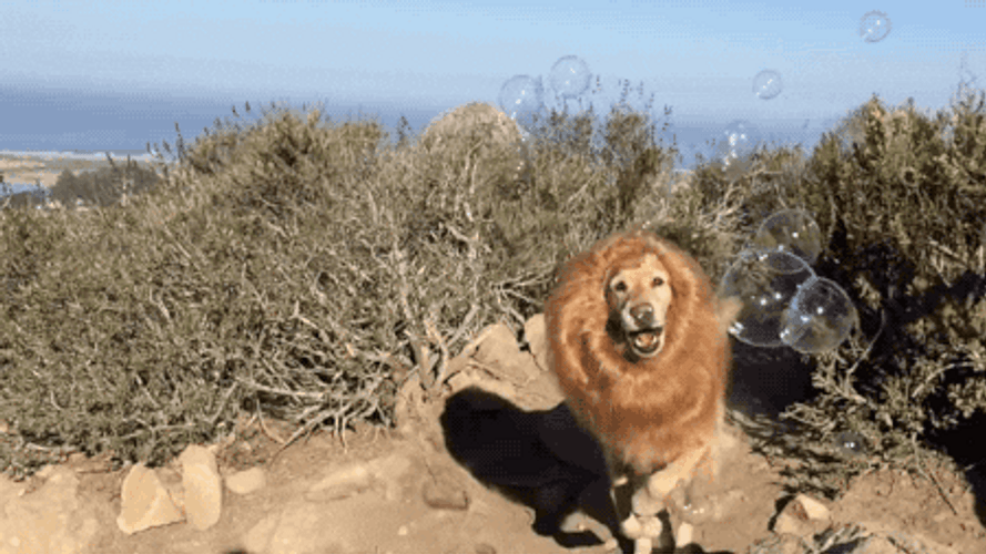 Dog Lion Costume