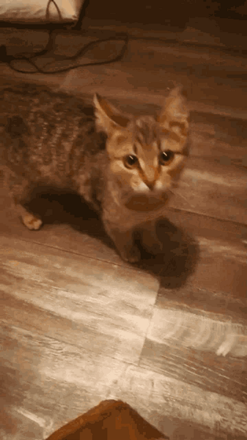 Tabby Grumpy Cat