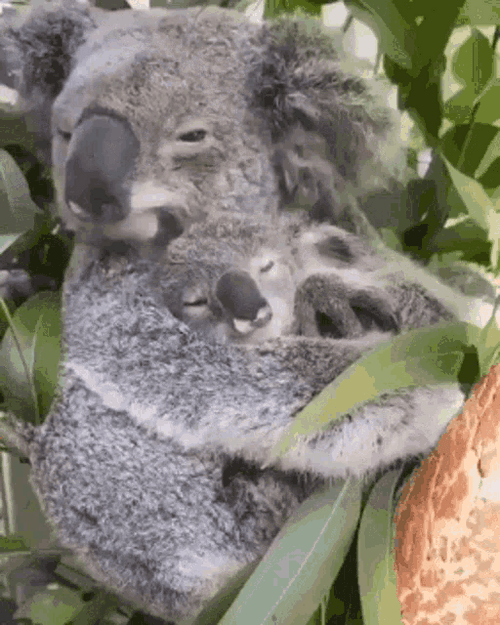 Sleeping Koala Animals