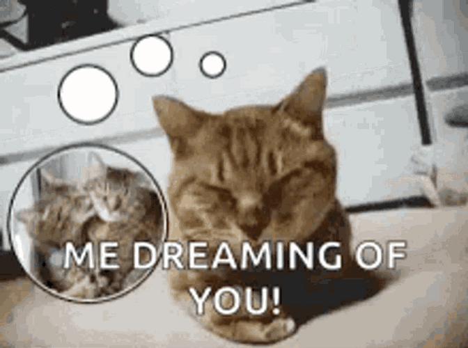 Me Dreaming Of You Cat