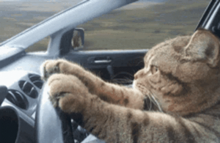 Kitty Cat Driving Car