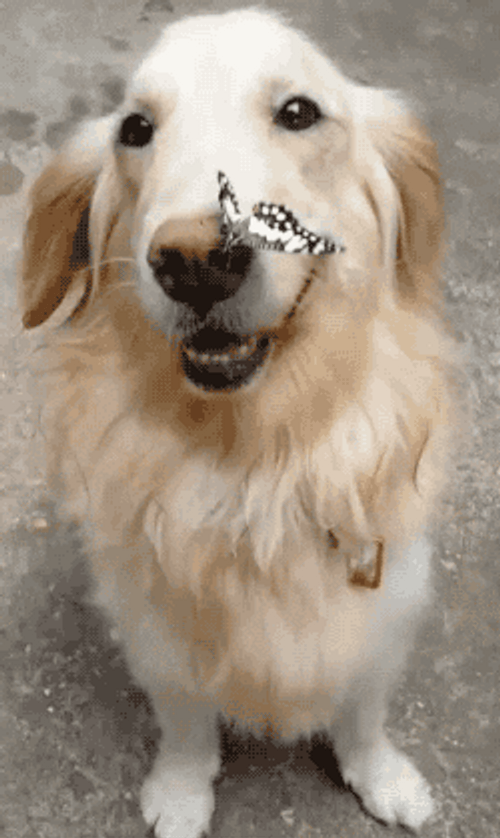 Butterfly On Dog Nose