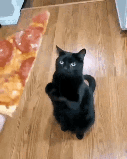 Black Cat Pizza Please