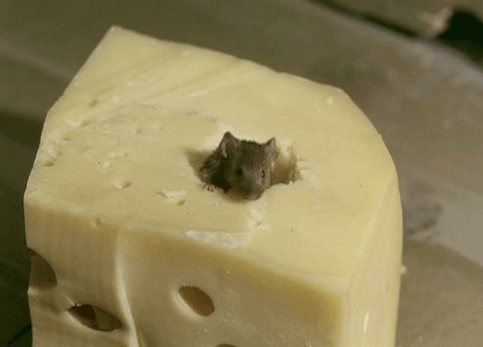 Cheese With Mouse Inside