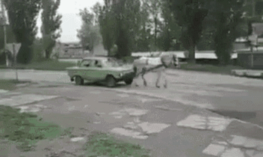 Horse Pulling Car