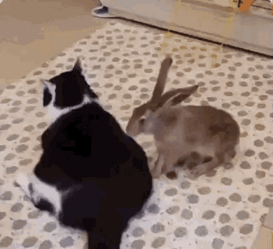 Back Massage Rabbit Cat