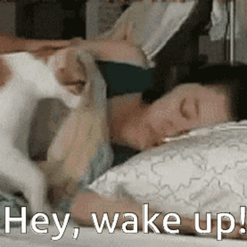 Cat Wake Up Lady