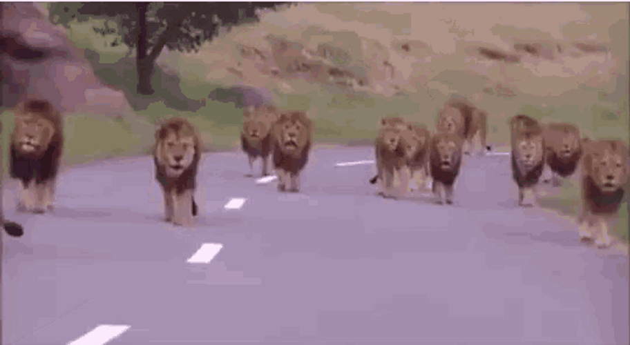 Group Of Lion Walking
