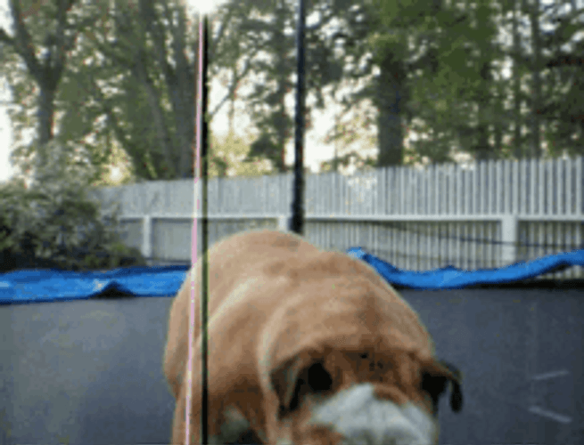 Bulldog Playing Trampoline