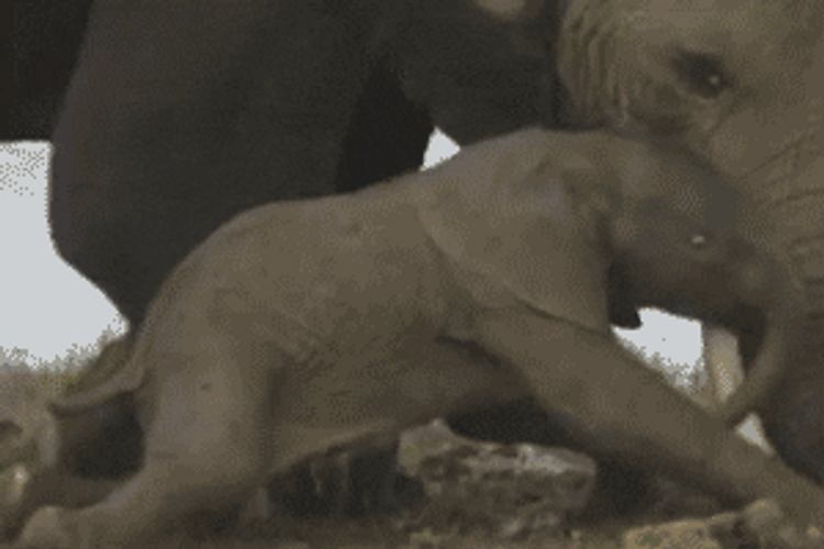 Mother And Baby Elephant Lying
