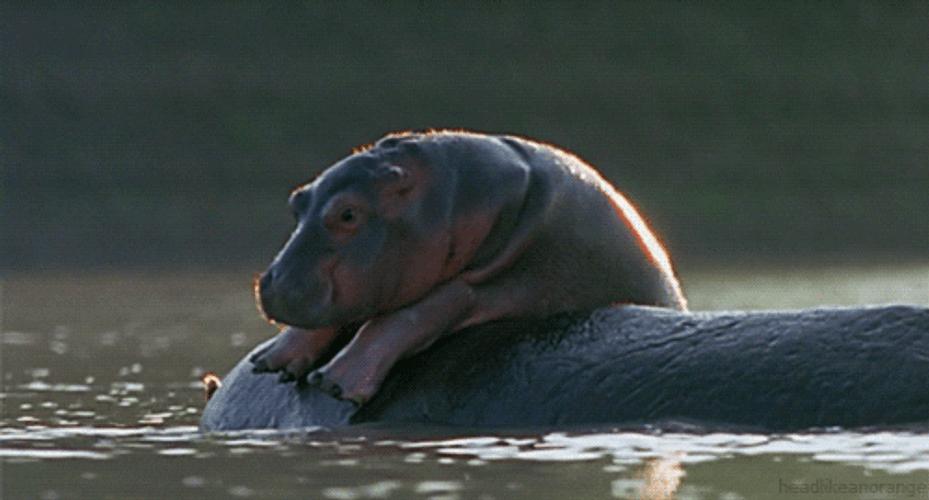 Resting Hippopotamus Animals