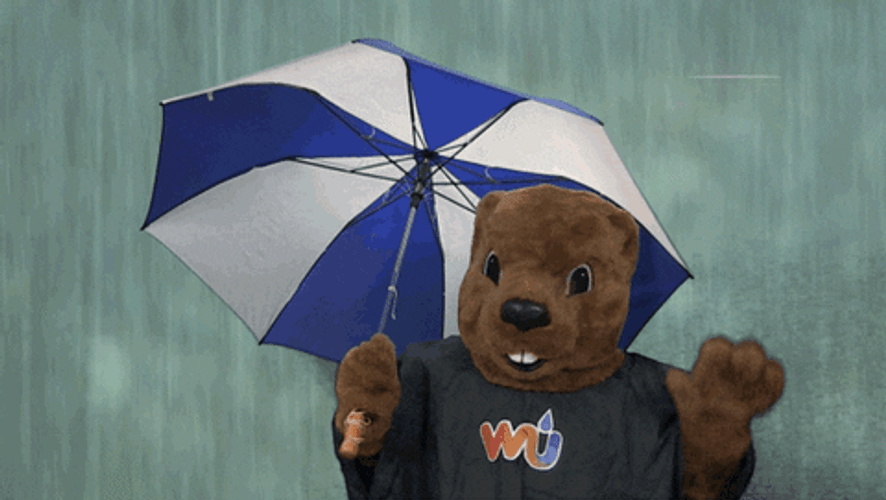 Hopeless Bear In Rain