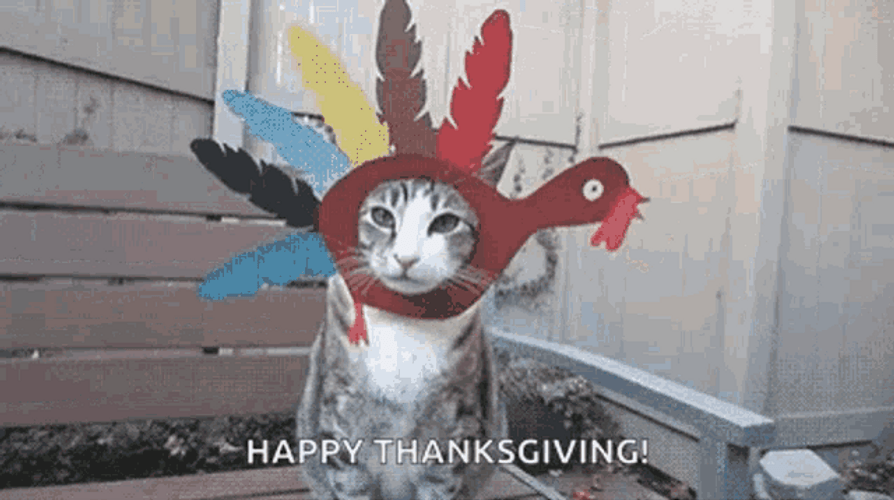 Happy Thanksgiving Native American Cat