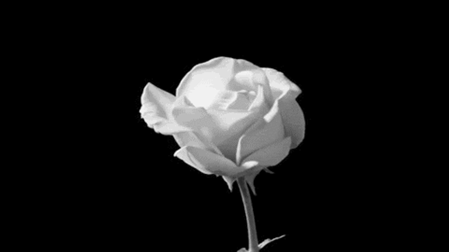Black White Rose Bloom