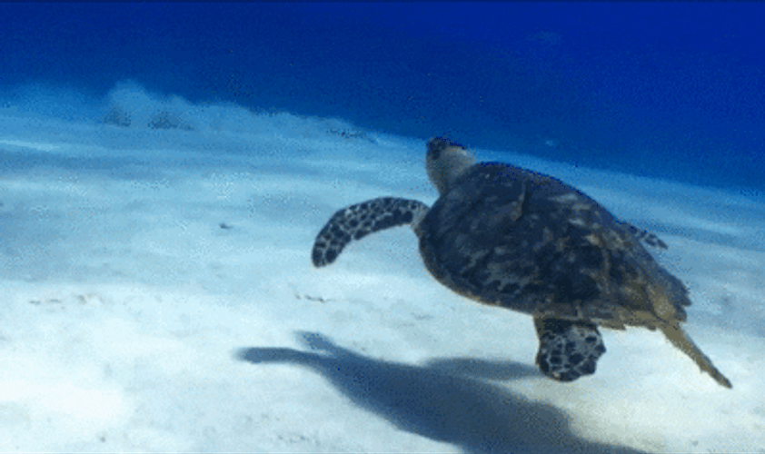 Underwater Turtle Animal