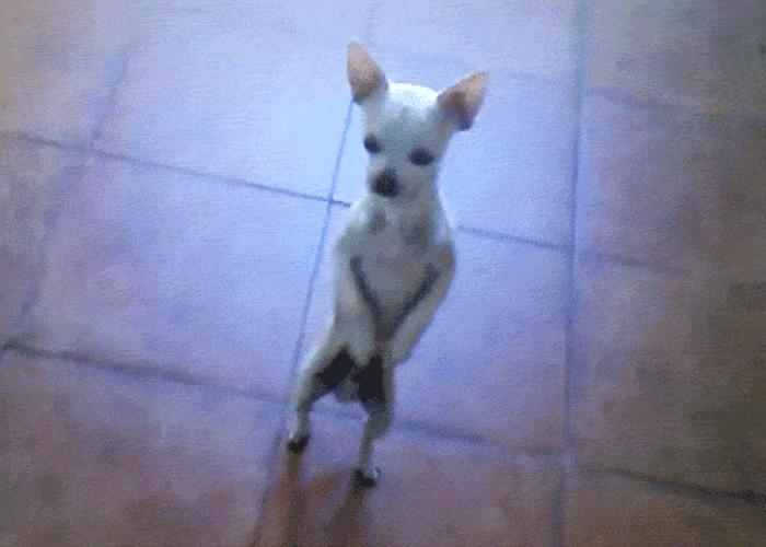 Chihuahua Chacha Dance