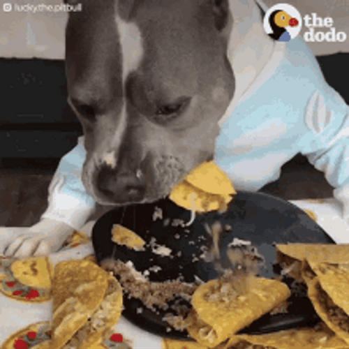 Pet Dog Eating Tacos