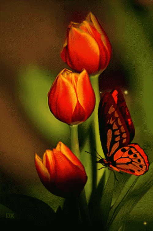 Tulip Flower And Butterfly