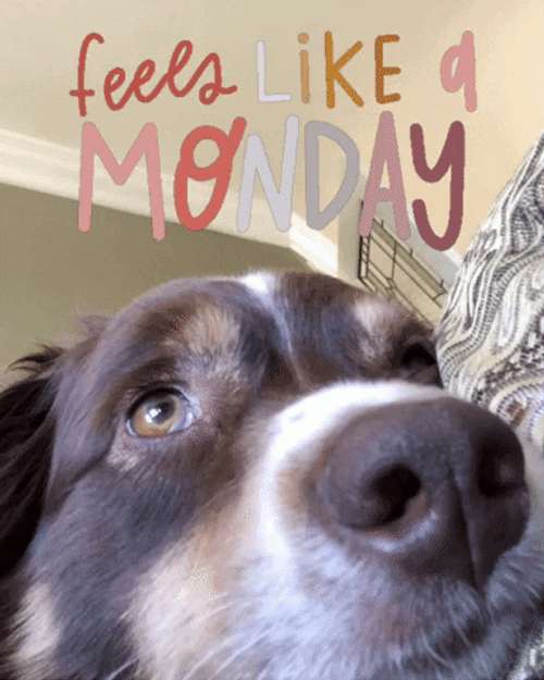 Happy Monday Cute Dog