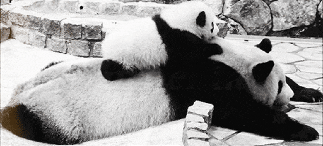 Panda Baby Mom Roll