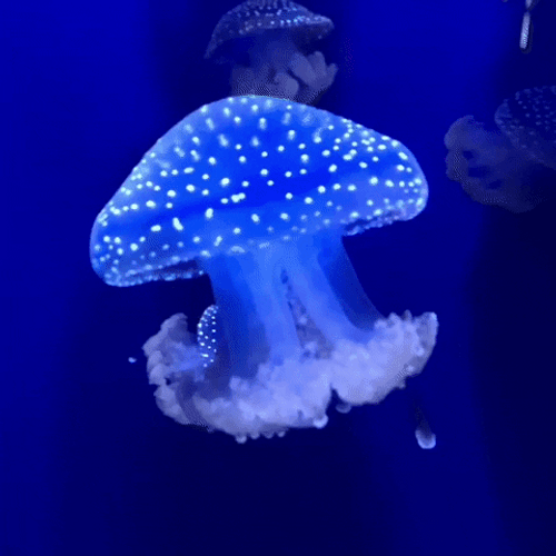 White-spotted Jellyfish Moving