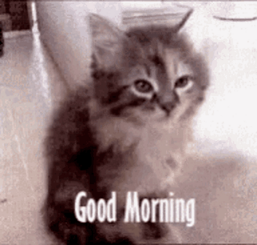 Good Morning Funny Kitten