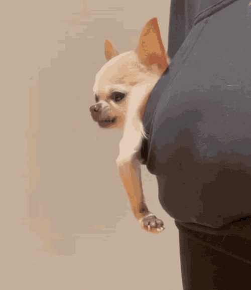 Chihuahua In Pocket