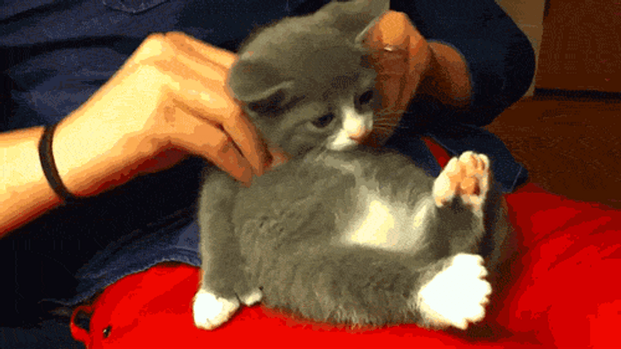 Massage Back Rub Cat