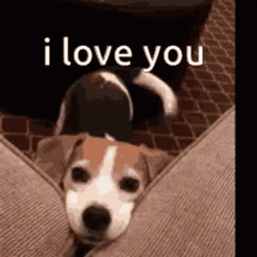 I Love You Beagle Dog