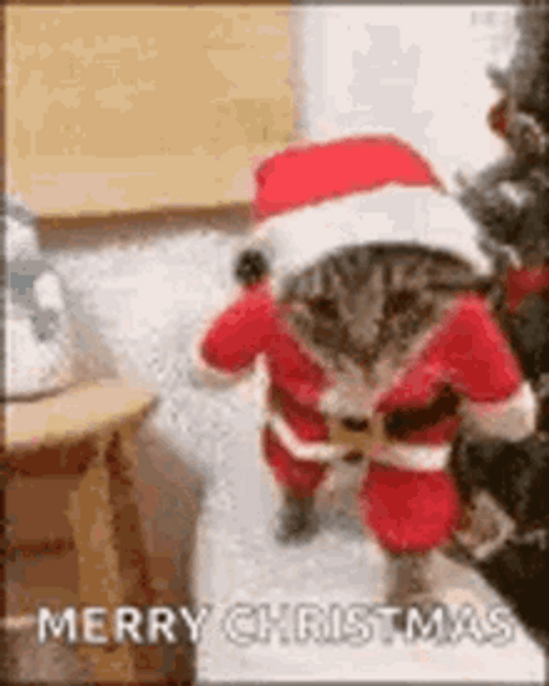 Merry Christmas Santa Cat