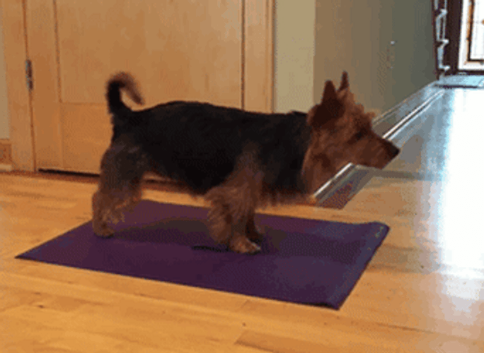 Yoga Puppy Foreleg Stand