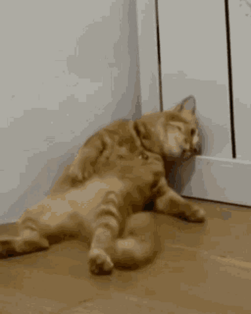 Cat Tired Of Life