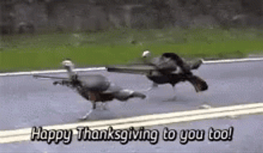 Happy Thanksgiving Turkey Hunt