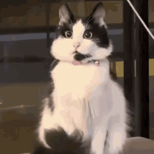 Fluffy Cute Cat Stunned Shock