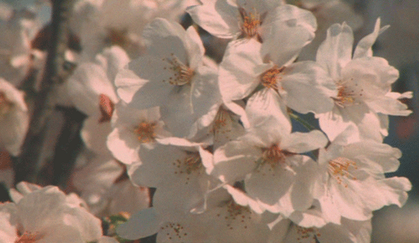Pink Cherry Blossom Flowers