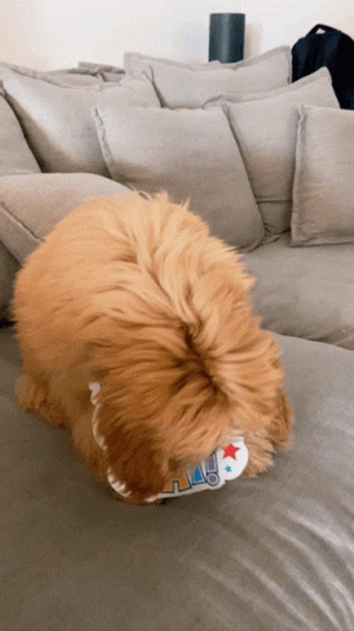 Dog Collar Happy Birthday