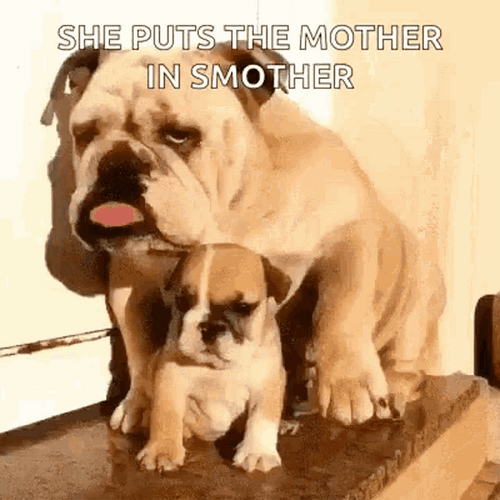 Mother Baby Bulldog