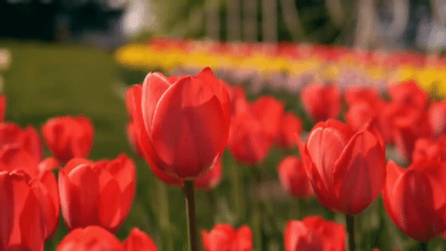Garden Tulip Flowers