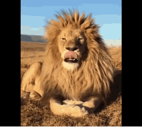 Yawning Big Lion