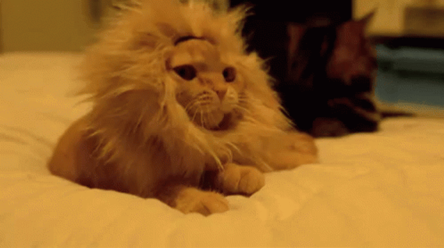 Yawning Cute Cat Lion